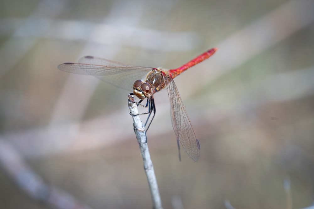 red and black dragonfly on white stick in close up photography during daytime