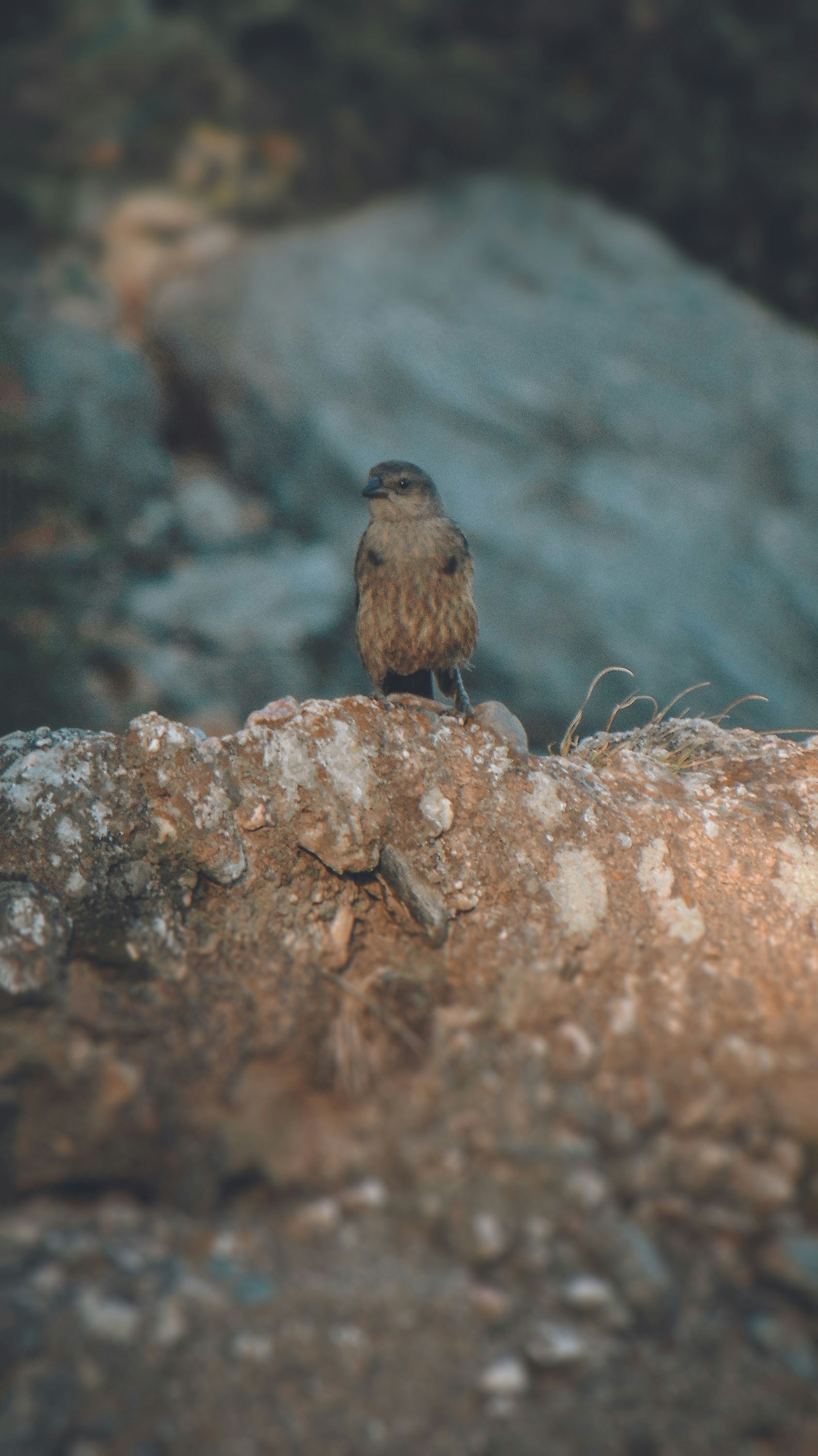brown bird on brown rock