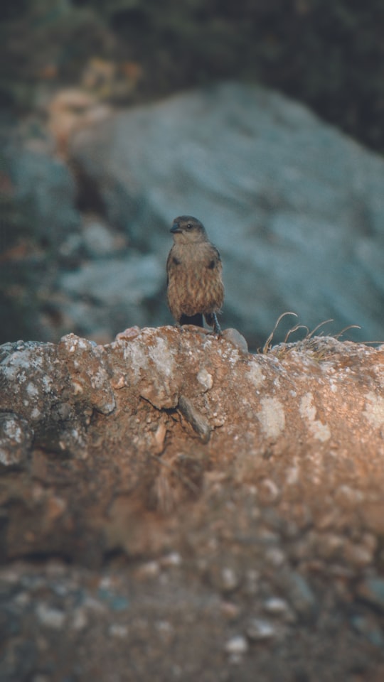 brown bird on brown rock in Córdoba Argentina