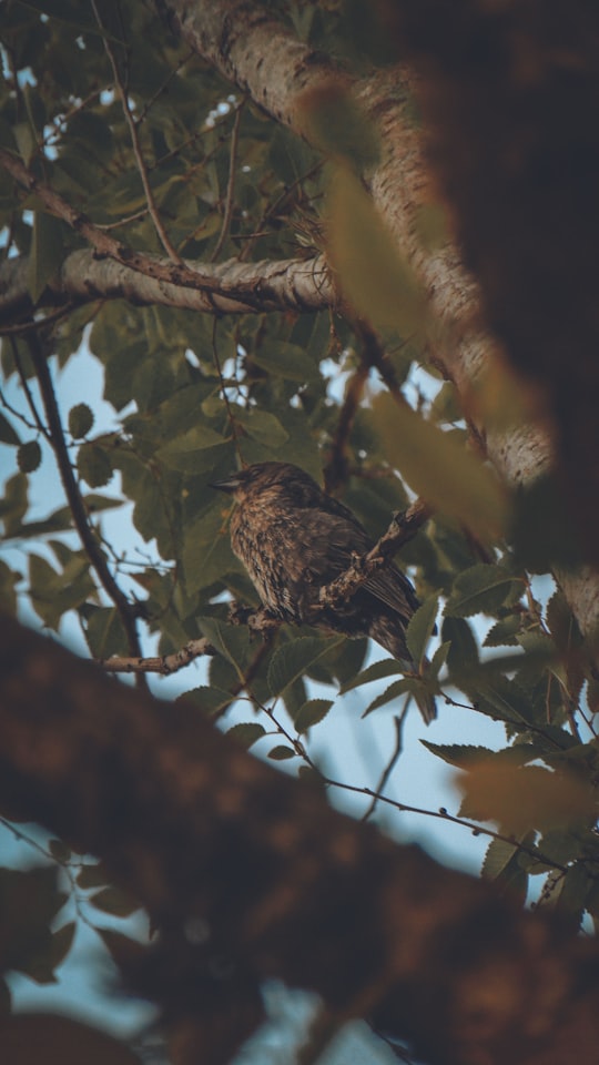 brown bird on tree branch during daytime in Córdoba Argentina