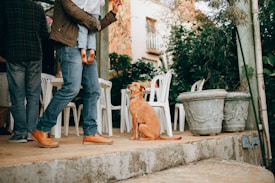 A person is standing on a patio holding a small child in their arms. A tan dog with a collar is sitting attentively on the ground next to some white plastic chairs and large stone planters filled with greenery. The background features lush vegetation and part of a building with a balcony.