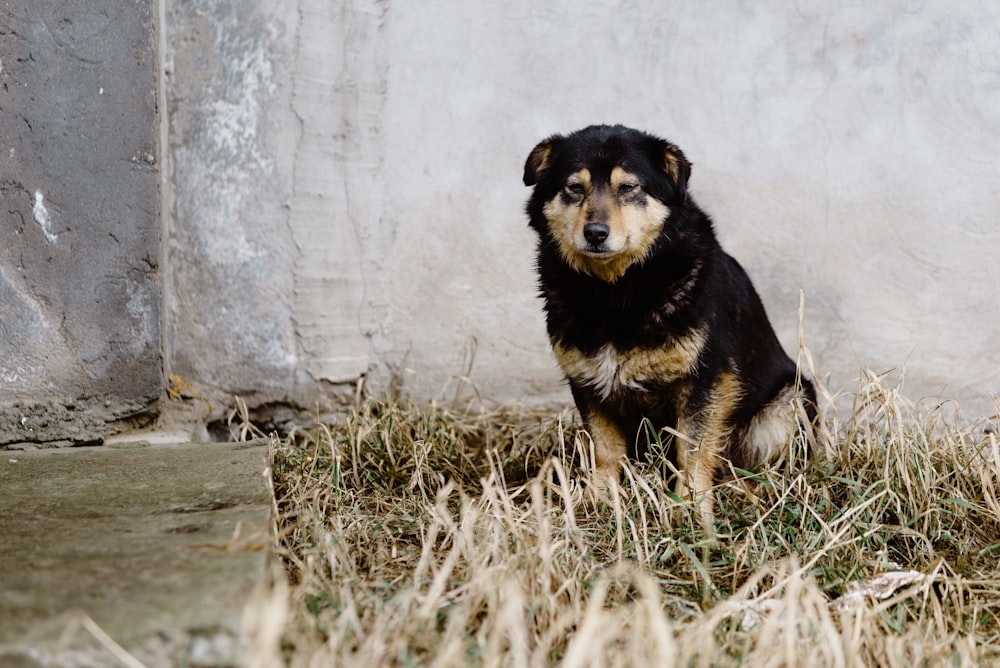 검은 색과 황갈색 짧은 코트 중간 크기의 개는 낮 동안 푸른 잔디밭에 앉아 있습니다.