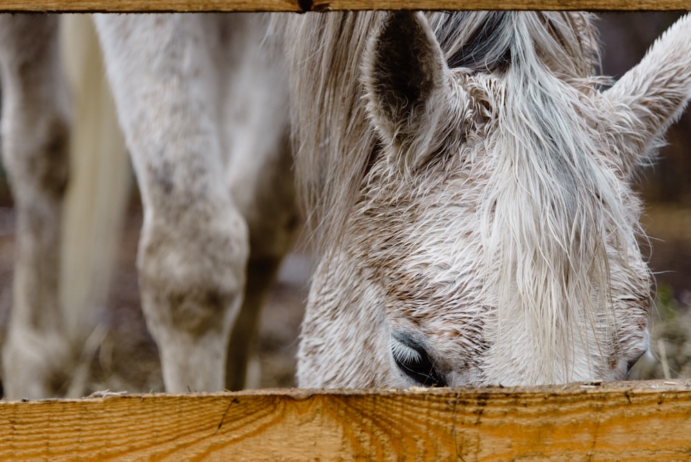 white horse on brown wooden fence