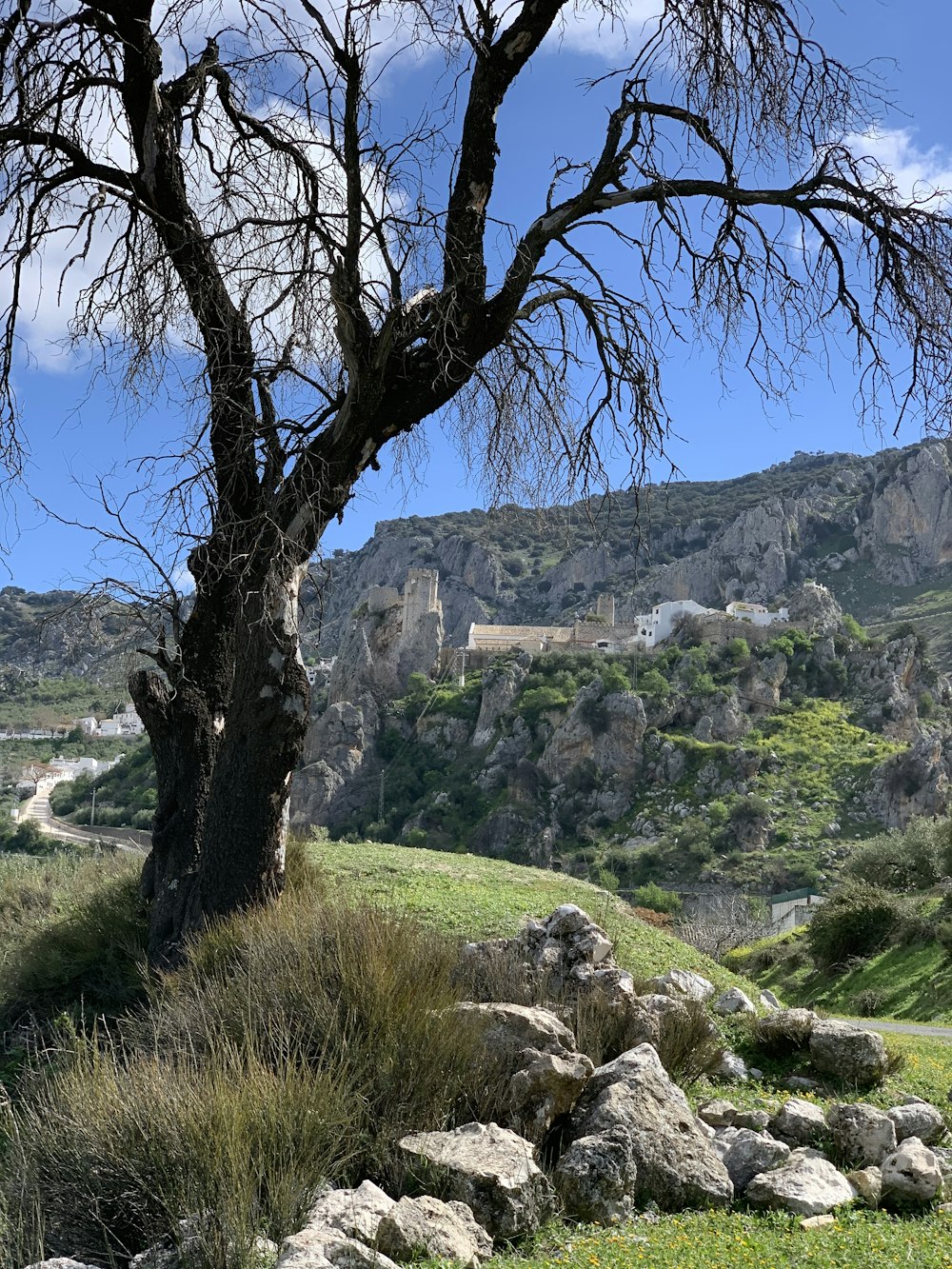 Árbol marrón en un campo de hierba verde durante el día