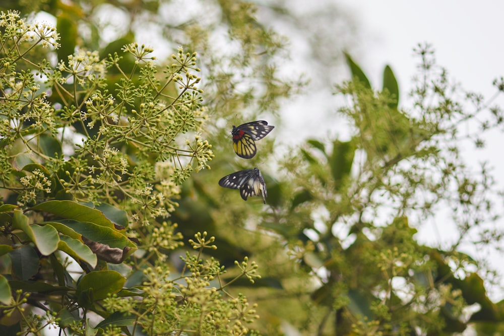 black and white butterfly on green leaf tree during daytime