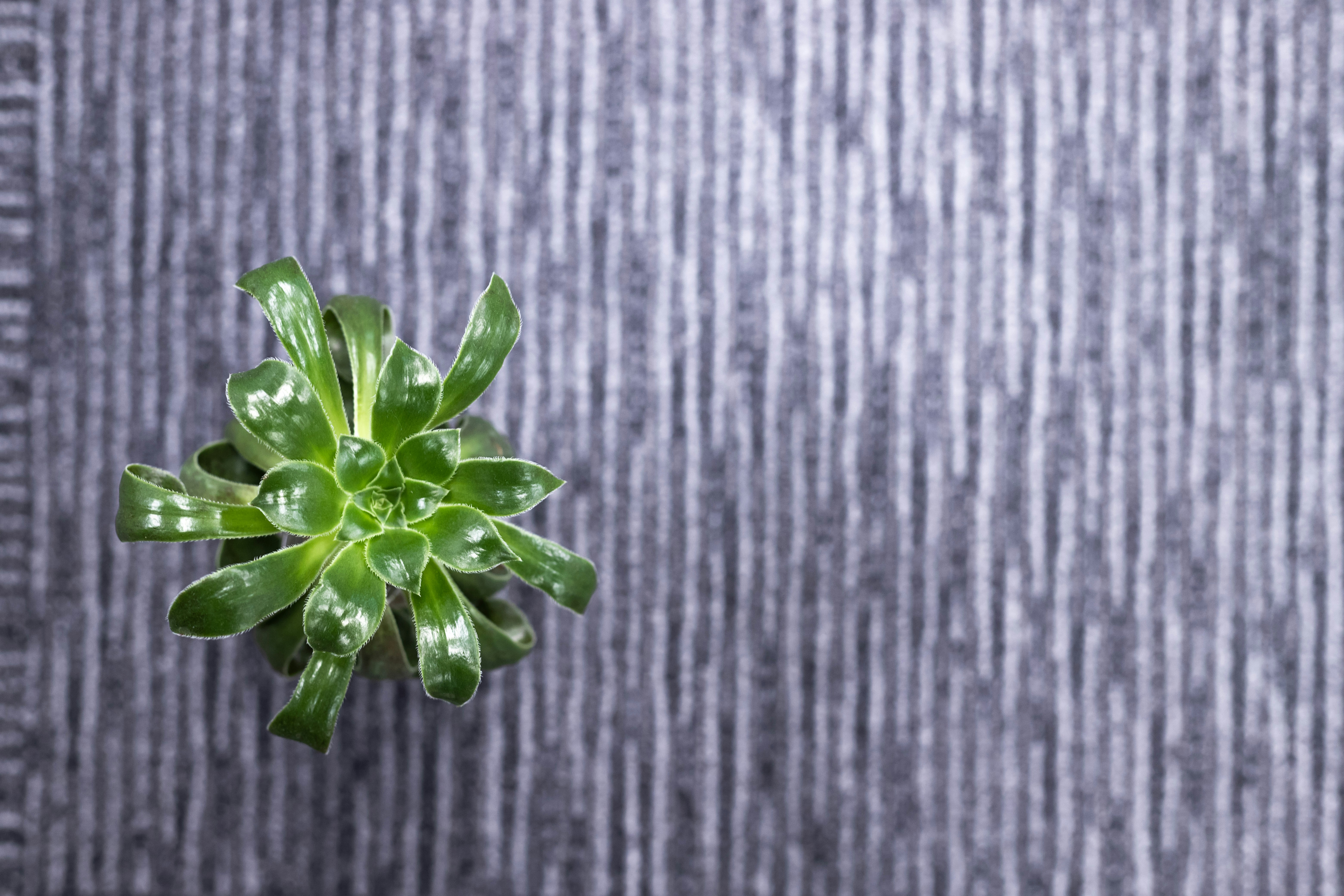 green plant on gray textile