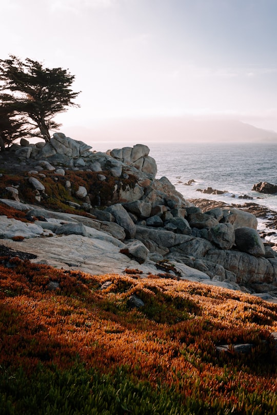 Pebble Beach things to do in Big Sur