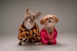 A collection of stylish dog outfits.