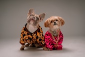 dogs dressed up - dress up your pet day - January 14