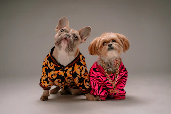 A happy dog and cat side by side, both wearing matching summer outfits in vibrant colors.