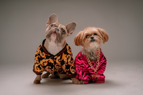 Two dogs wearing stylish outfits pose together. One is a French Bulldog dressed in a black and orange patterned sweater with a curious tilt of the head. The other is a small fluffy dog in a bright pink and black striped outfit, accessorized with a gold chain necklace, giving a slightly regal expression.