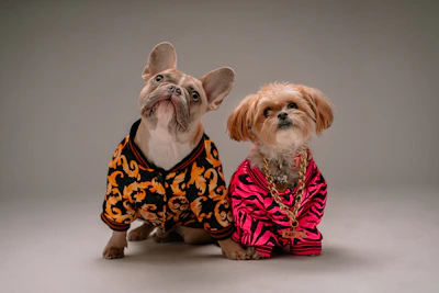 Two pets side by side, one in a stylish hoodie and the other in a floral dress.