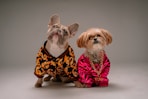 brown and white dog wearing pink and black polka dot dress