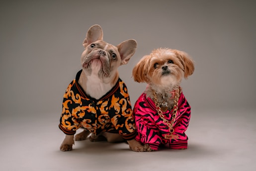 Two dogs wearing stylish outfits pose together. One is a French Bulldog dressed in a black and orange patterned sweater with a curious tilt of the head. The other is a small fluffy dog in a bright pink and black striped outfit, accessorized with a gold chain necklace, giving a slightly regal expression.