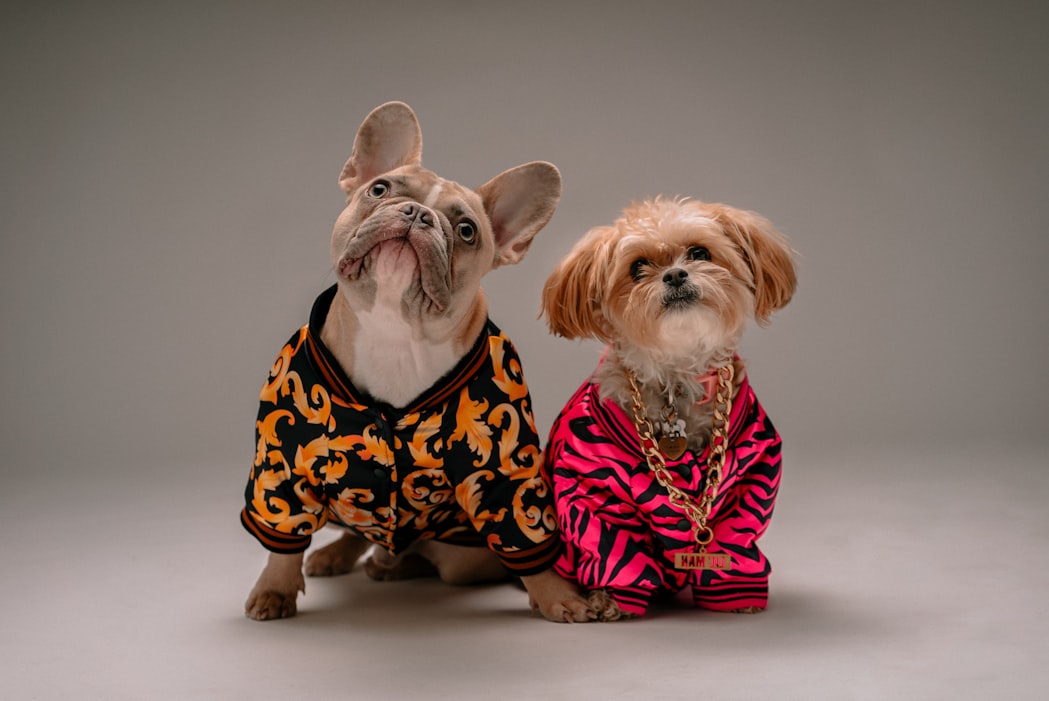 Dog wearing fashion accessories 