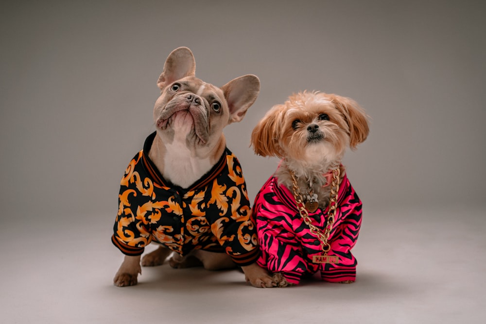 Cão marrom e branco vestindo vestido de bolinhas rosa e preto