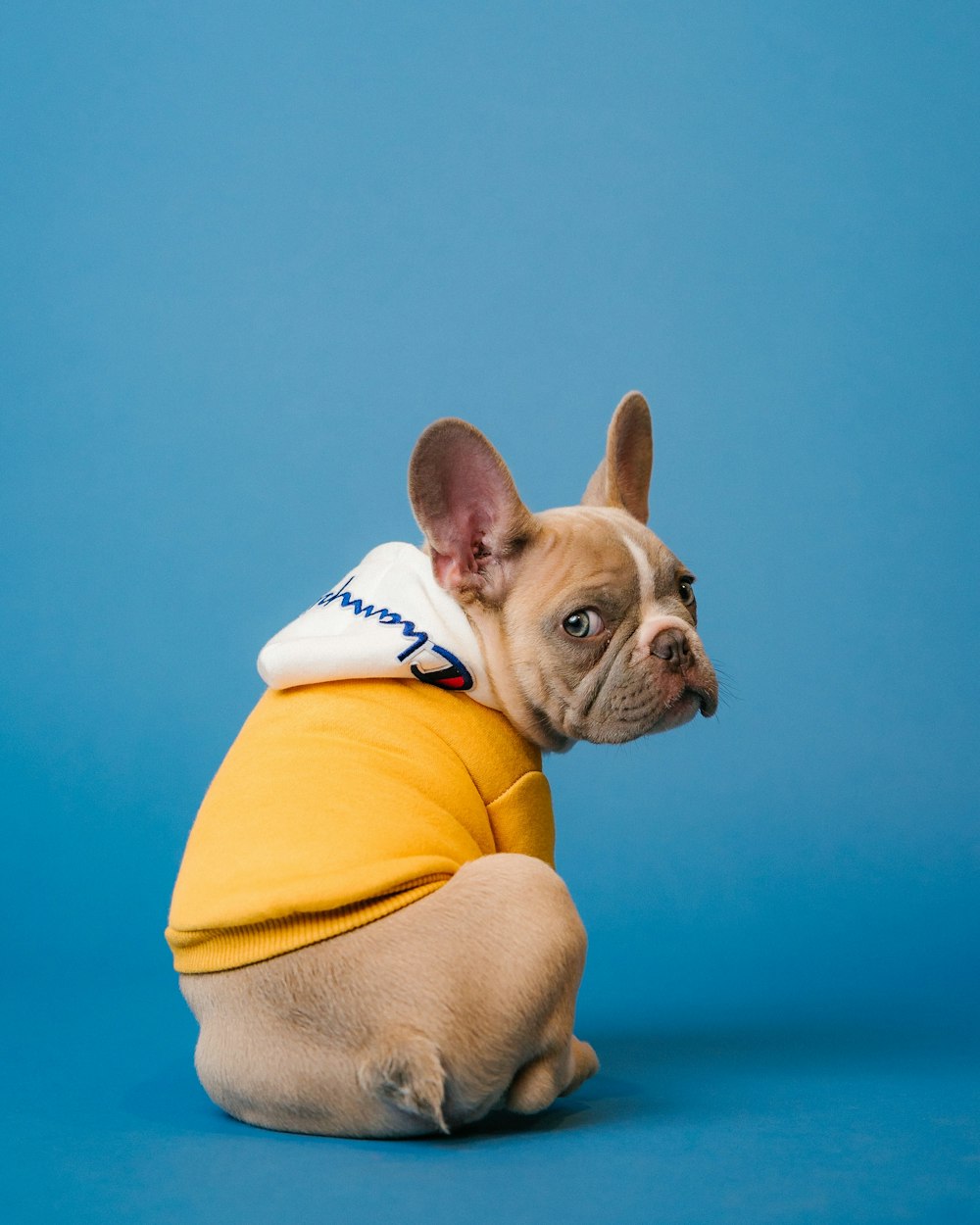 brauner Hund mit kurzem Fell im orangefarbenen Kapuzenpullover