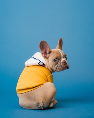 pet photography,how to photograph champion; brown short coated dog in orange hoodie