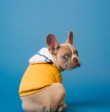 brown short coated dog in orange hoodie