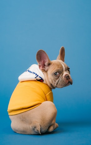 brown short coated dog in orange hoodie