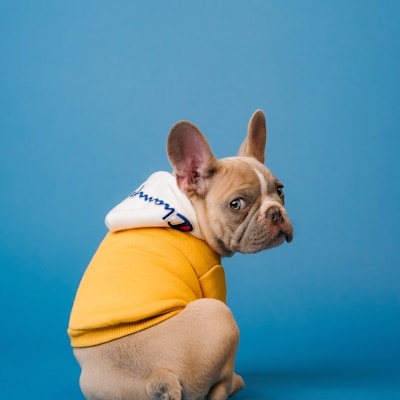 brown short coated dog in orange hoodie