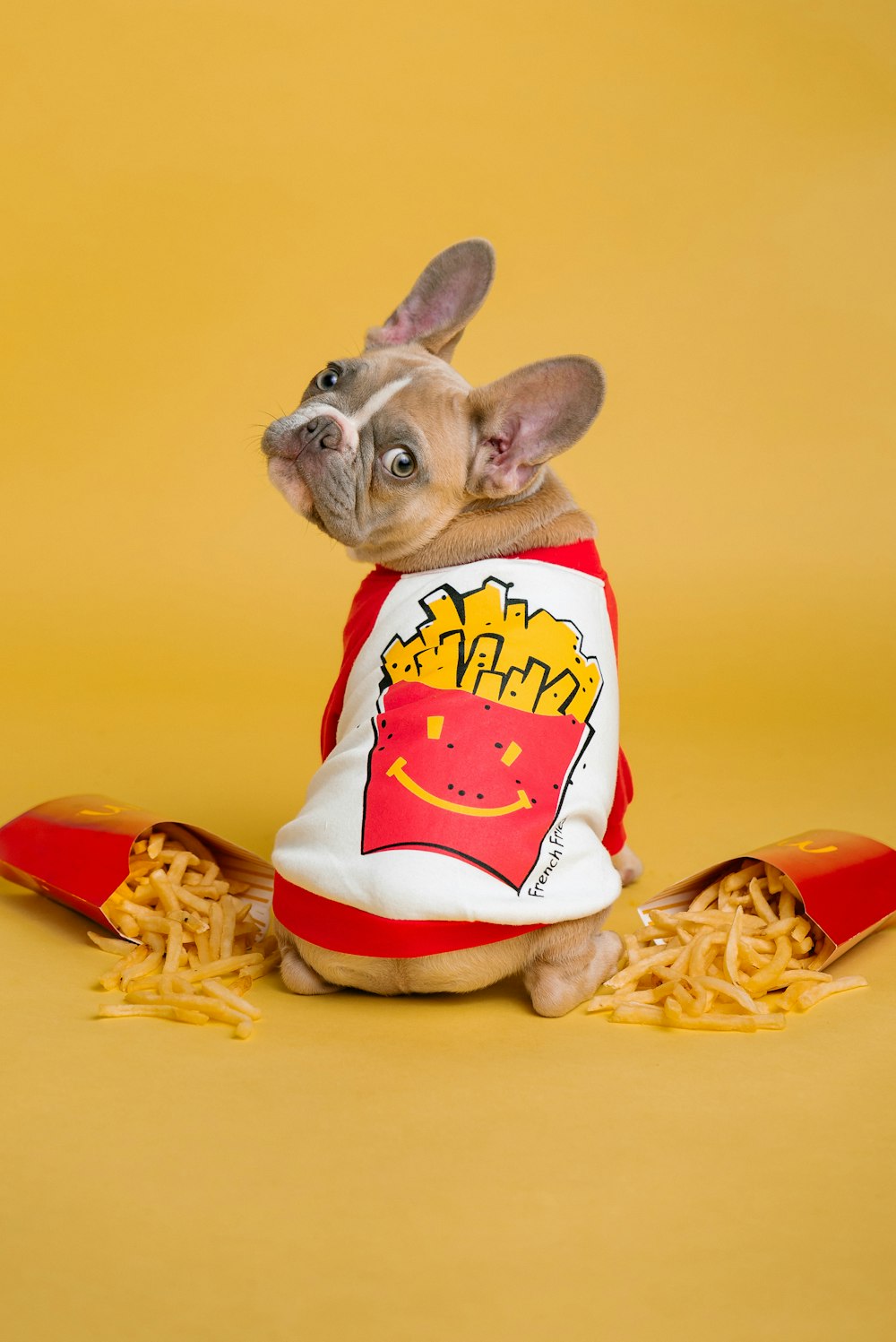 bouledogue français brun portant un chapeau de père Noël rouge et blanc assis sur des pâtes jaunes