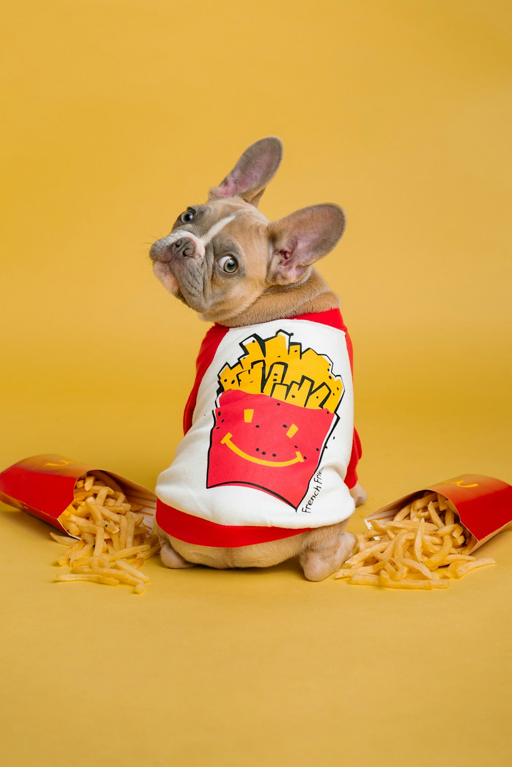 brown french bulldog wearing red and white santa hat sitting on yellow pasta