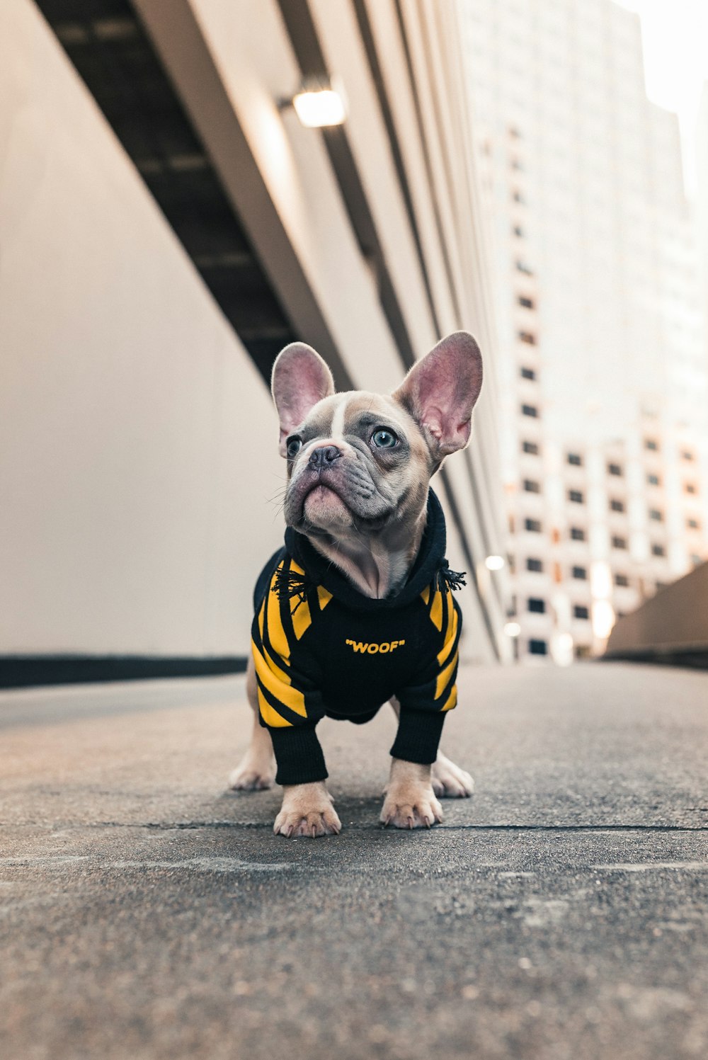 brown french bulldog wearing black and yellow shirt