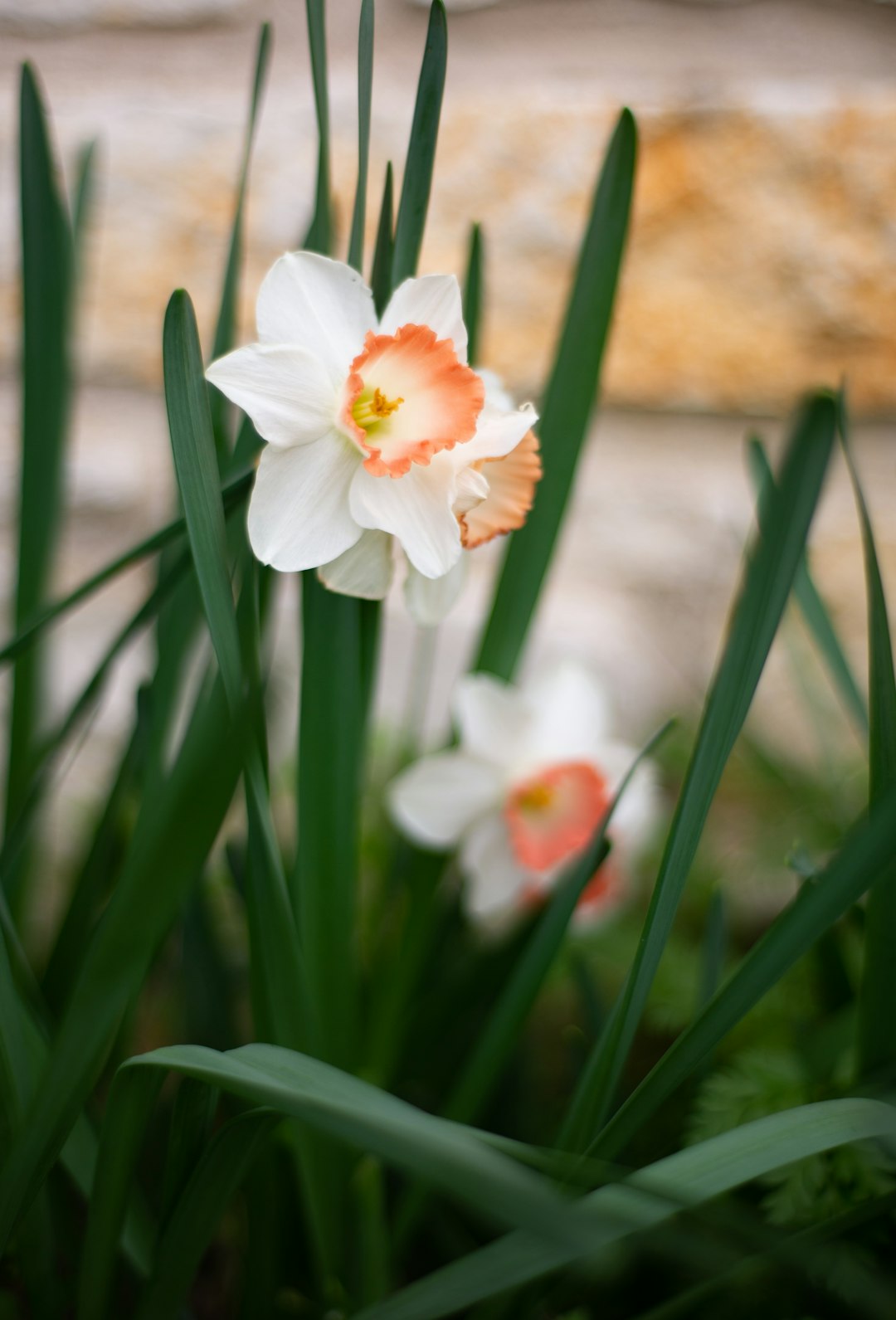 white petaled flower in bloom during daytime