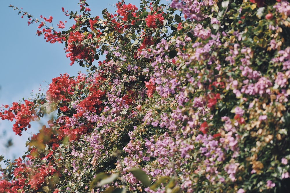 pink and white flowers under blue sky during daytime