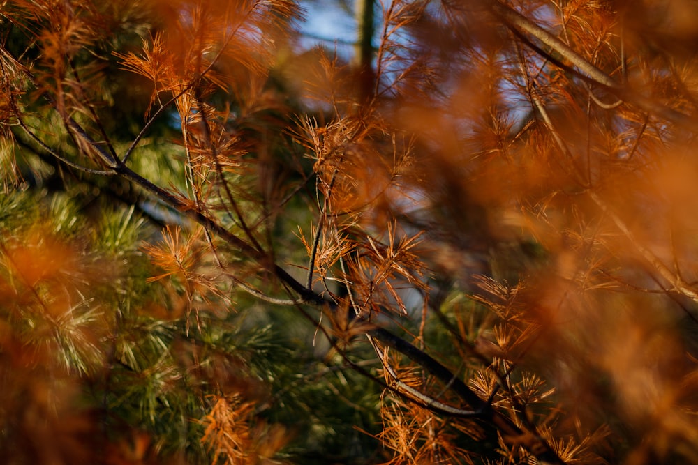 brown and green plants during daytime