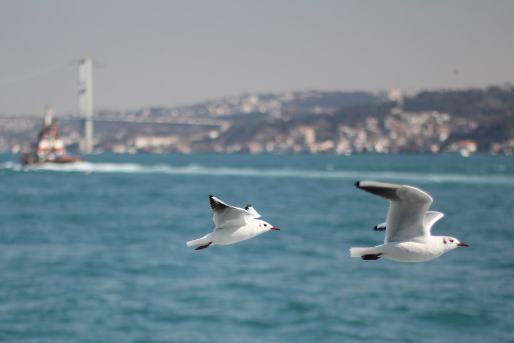 white bird flying over the sea during daytime