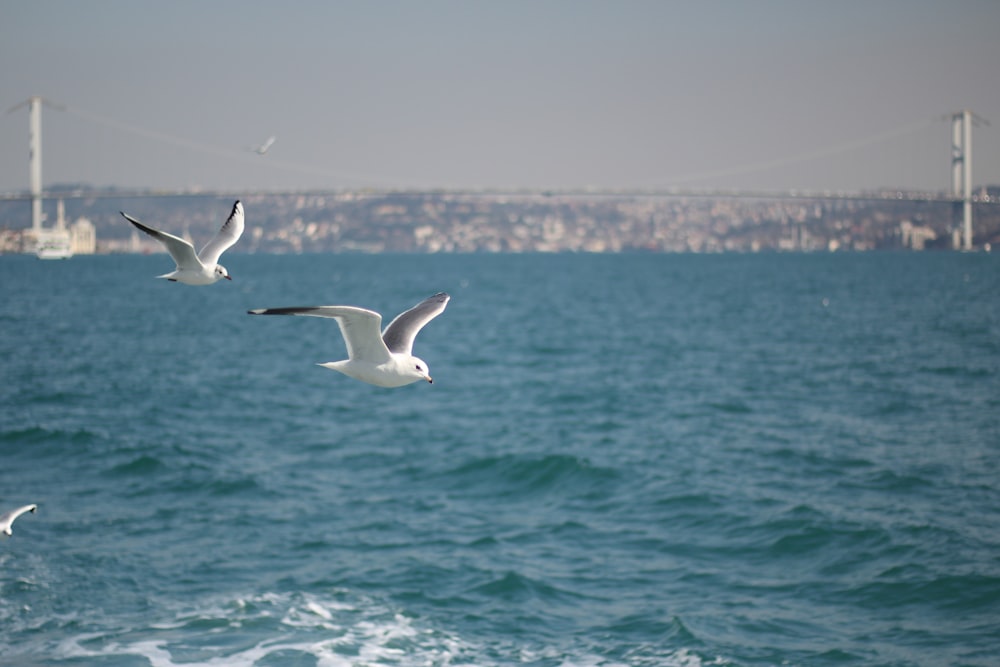 white and black birds flying over the sea during daytime