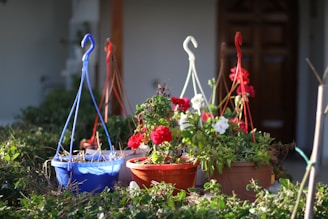 Several potted plants with vibrant red and white flowers are placed outside. The pots are of various colors, including blue and terracotta, and are hanging from colorful hooks. The background shows a wooden door and some greenery, suggesting an outdoor garden area.
