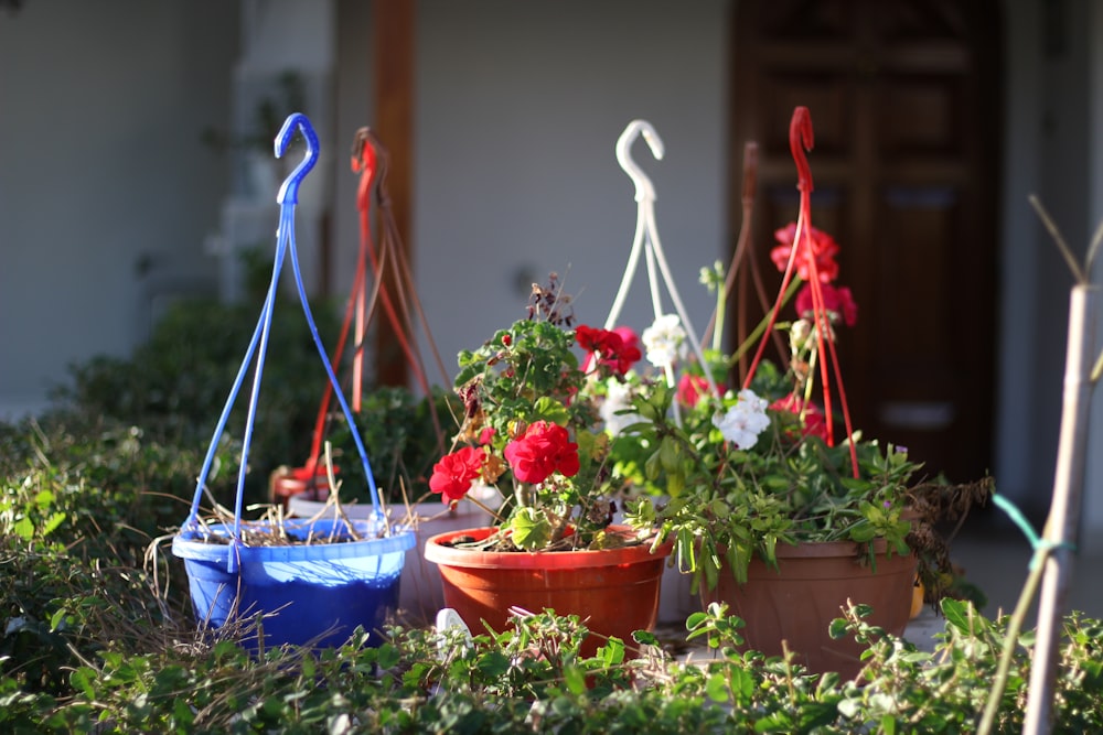 red and blue flowers in blue plastic bucket