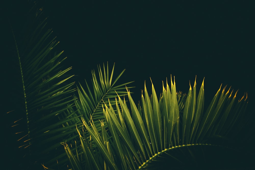 green palm plant during night time