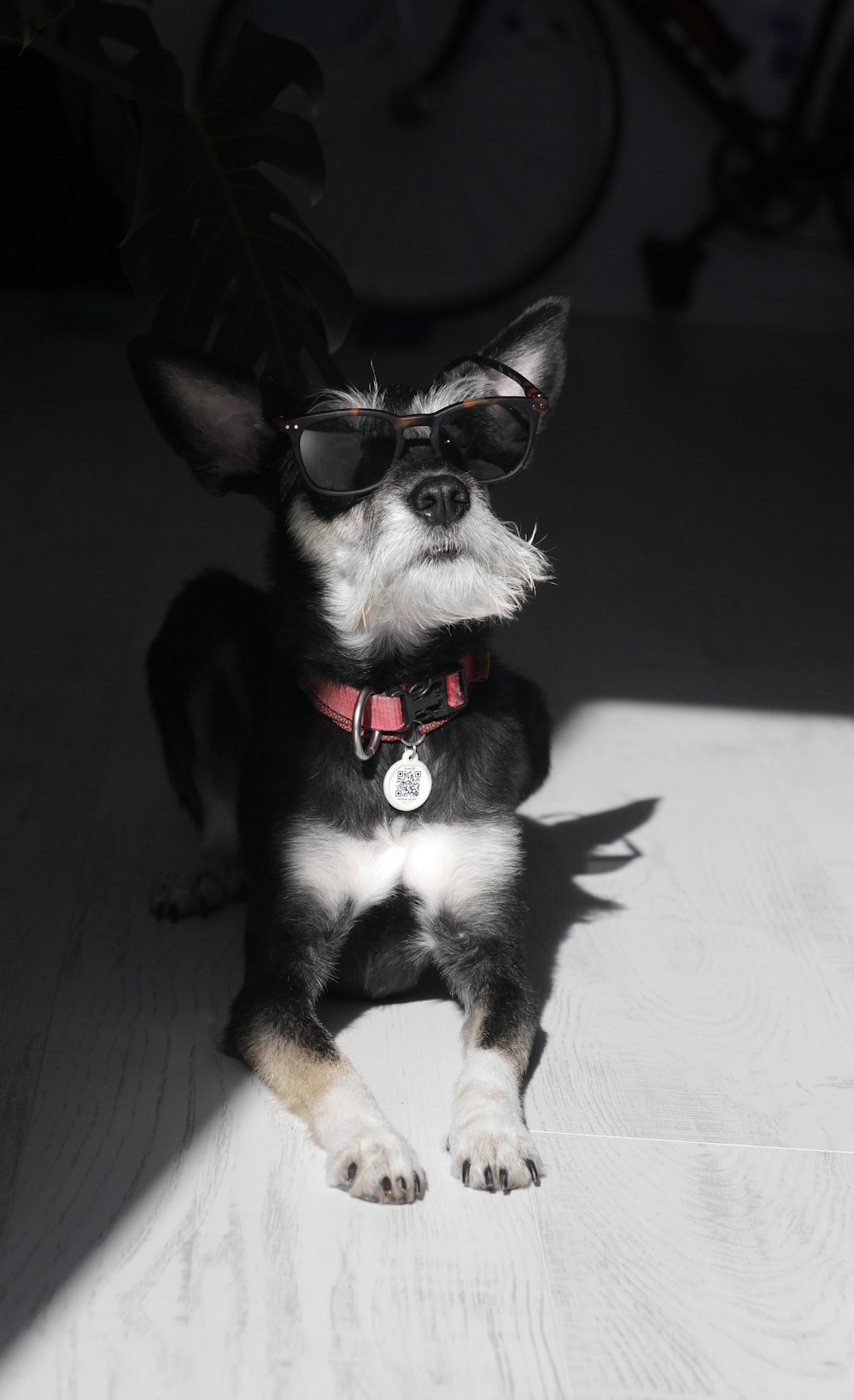black and white short coated small sized dog wearing red sunglasses
