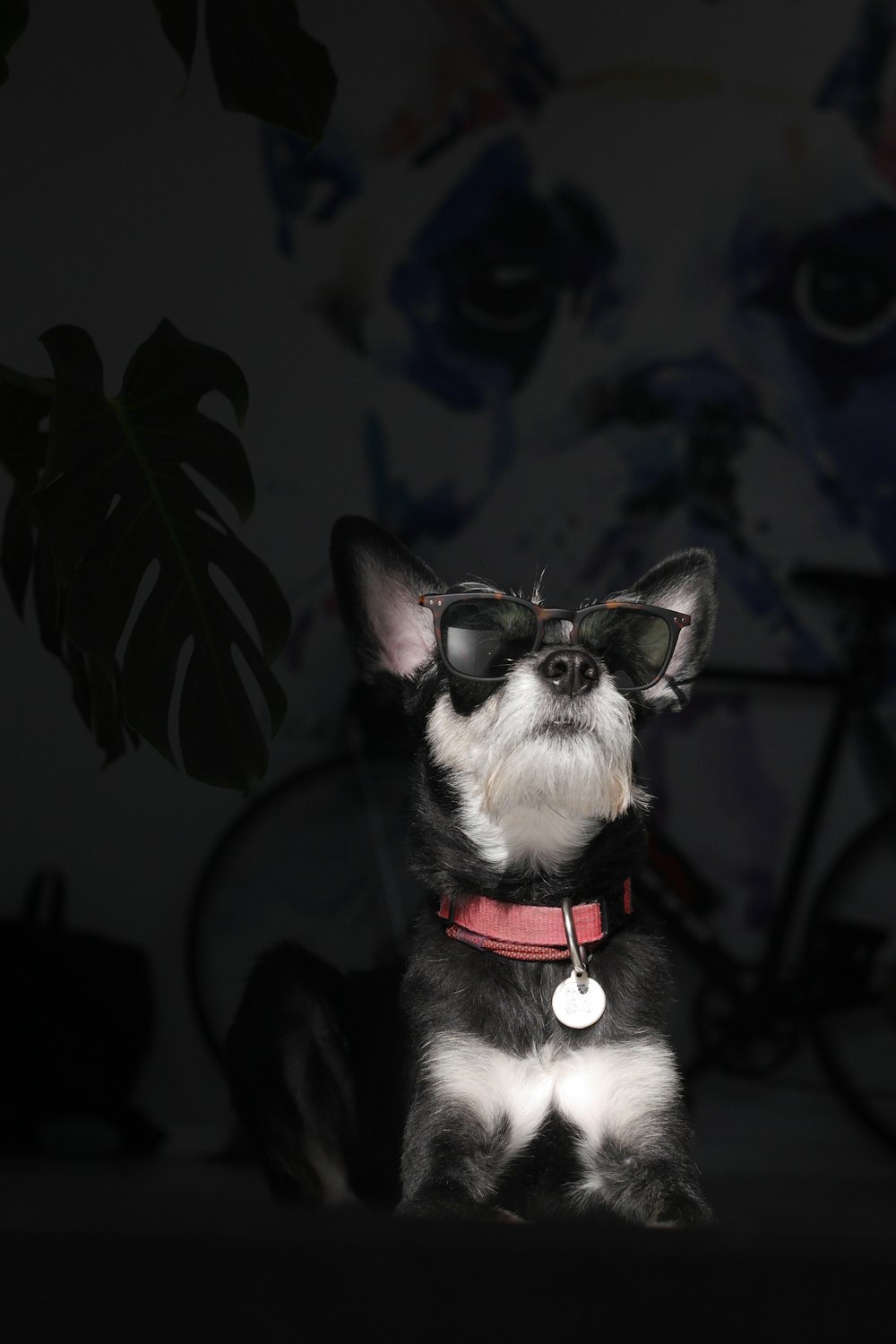 black and white short coated small sized dog