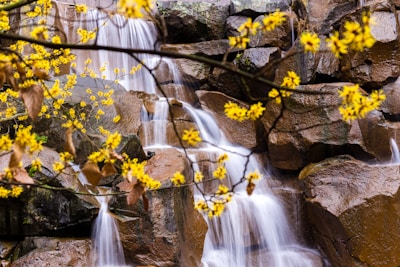 yellow flowers on brown rock formation