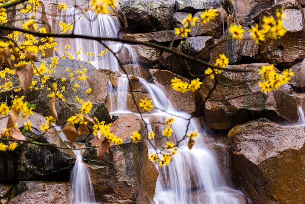 yellow flowers on brown rock formation