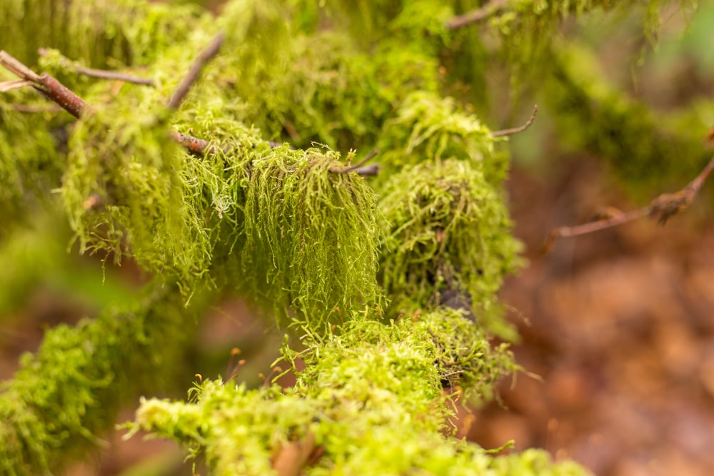 green moss on brown tree branch