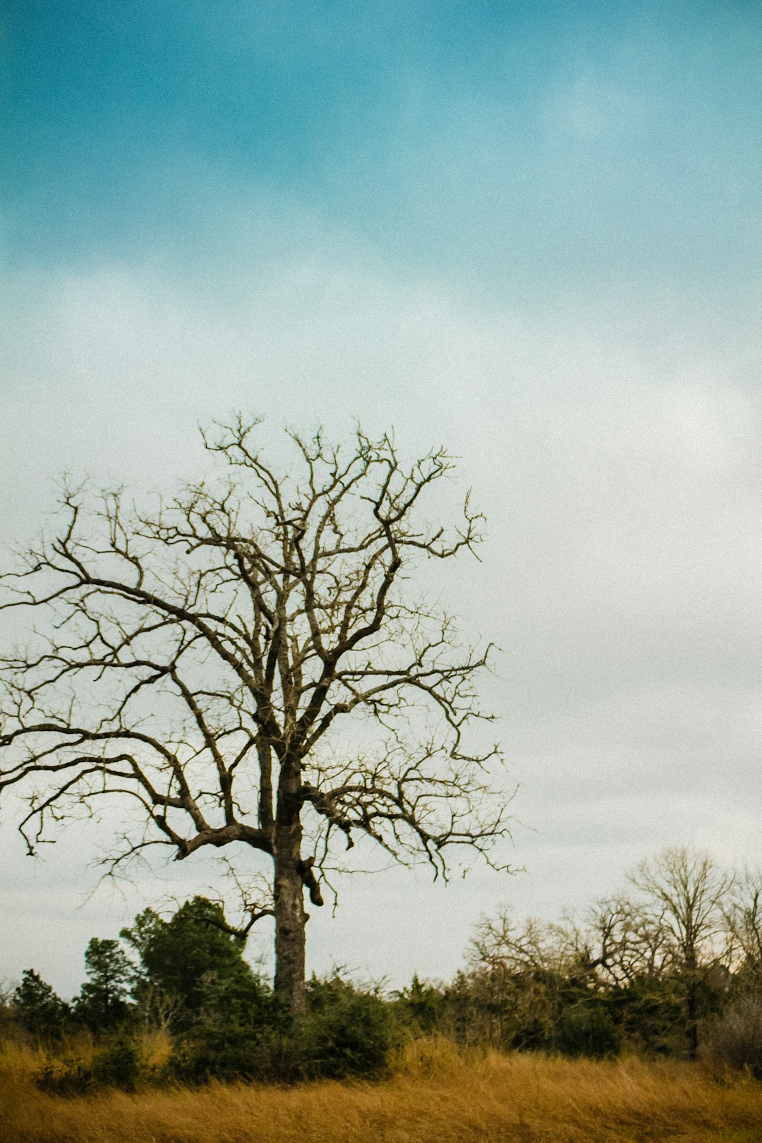 leafless tree under blue sky