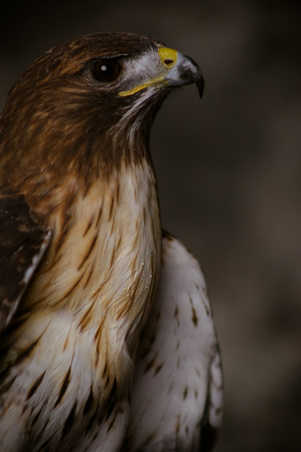 Weißer und brauner Adler in Nahaufnahmen