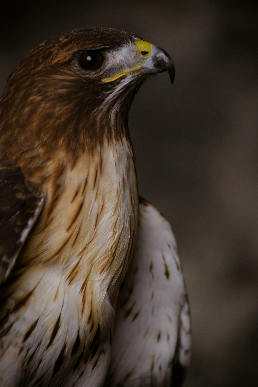 Águila blanca y marrón en fotografía de primer plano