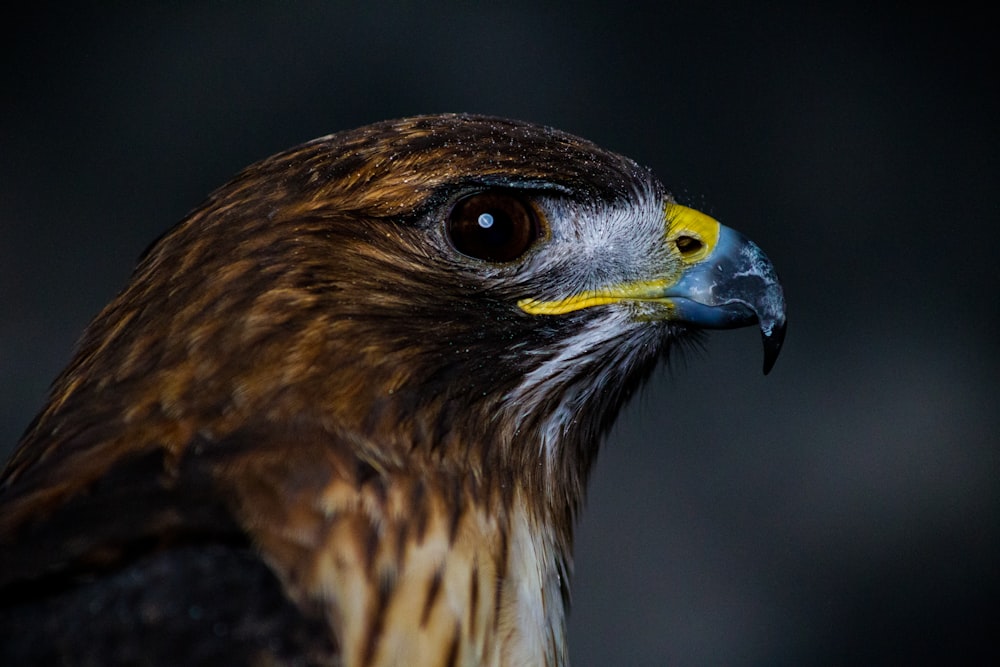 brown and white eagle in close up photography