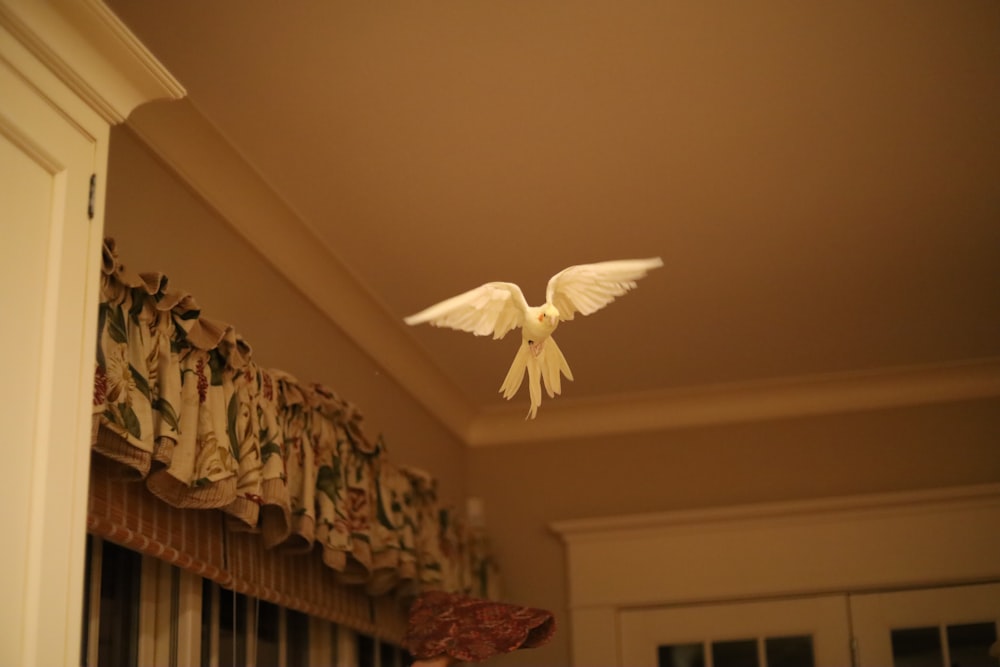 white butterfly on white wall