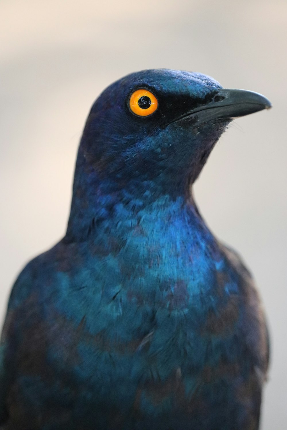 blue bird with yellow eyes