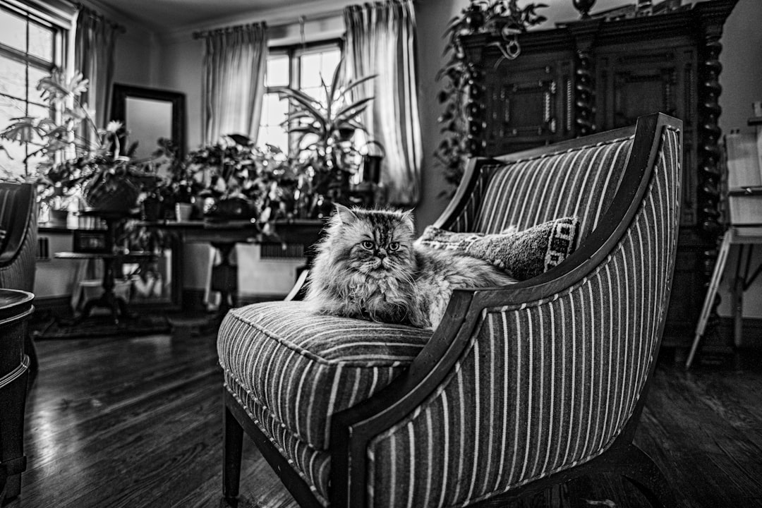 grayscale photo of cat on sofa