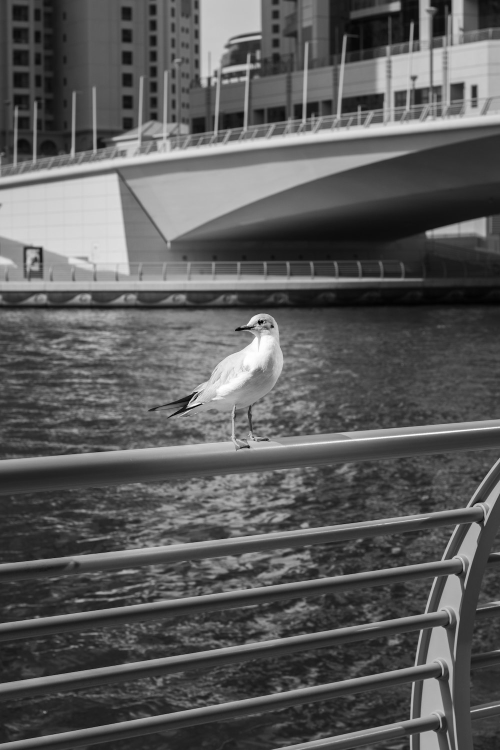 grayscale photo of bird on railings