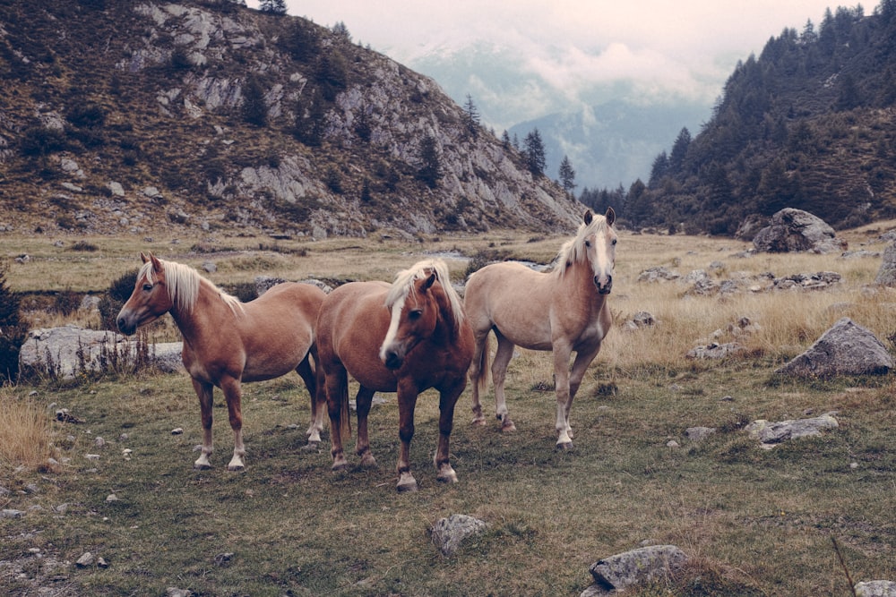 three brown horses on green grass field during daytime